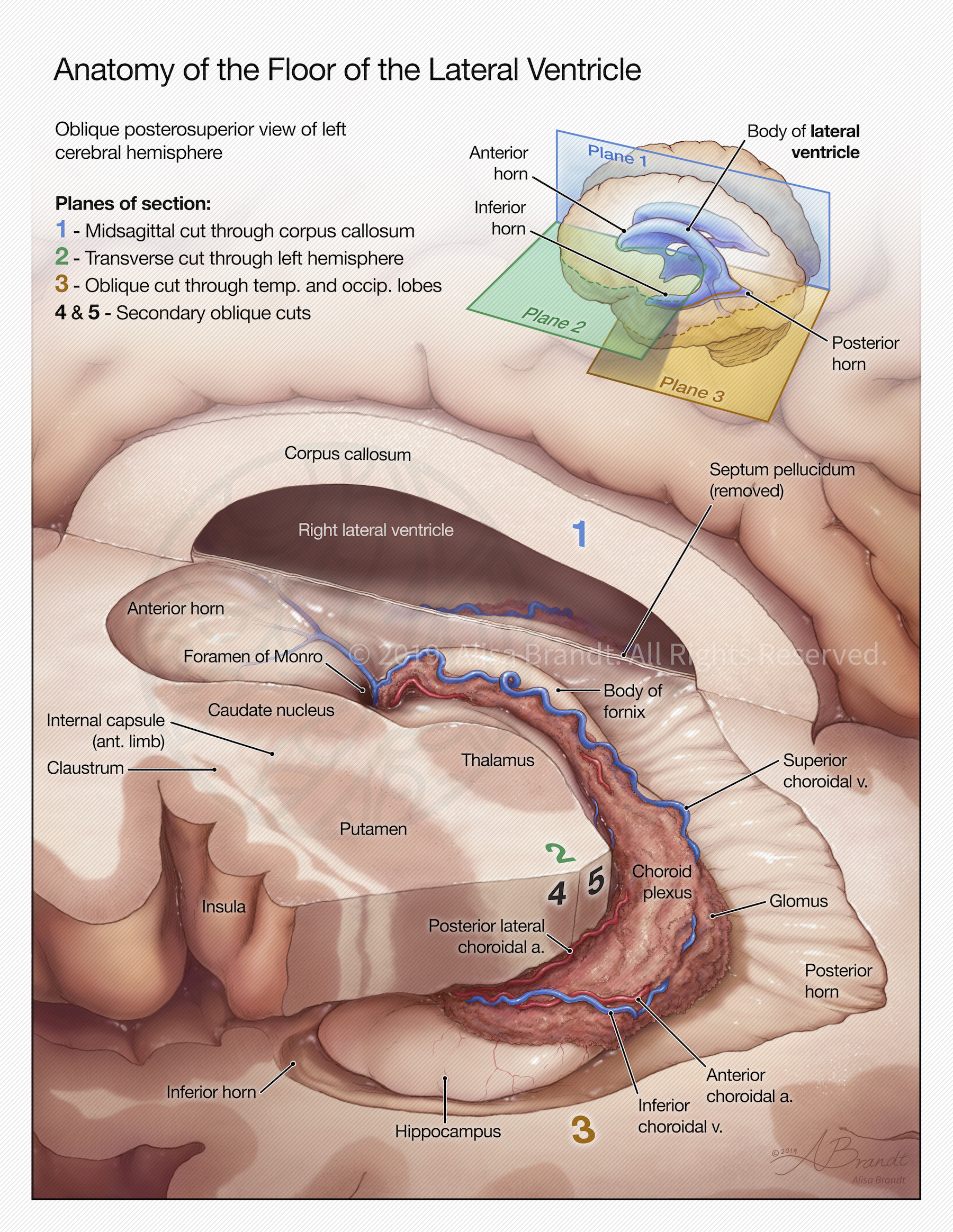 Neuroanatomical illustration