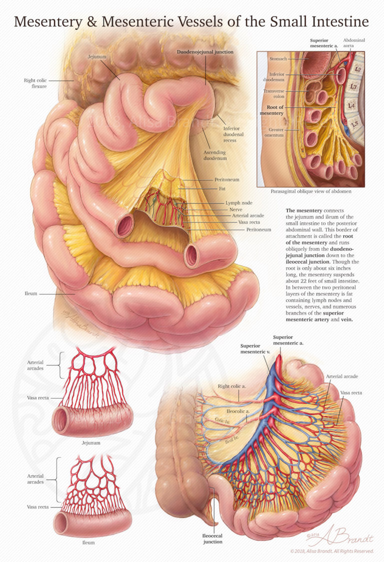 Mesentery & Mesenteric Vessels of the Small Intestine – Alisa Brandt's ...