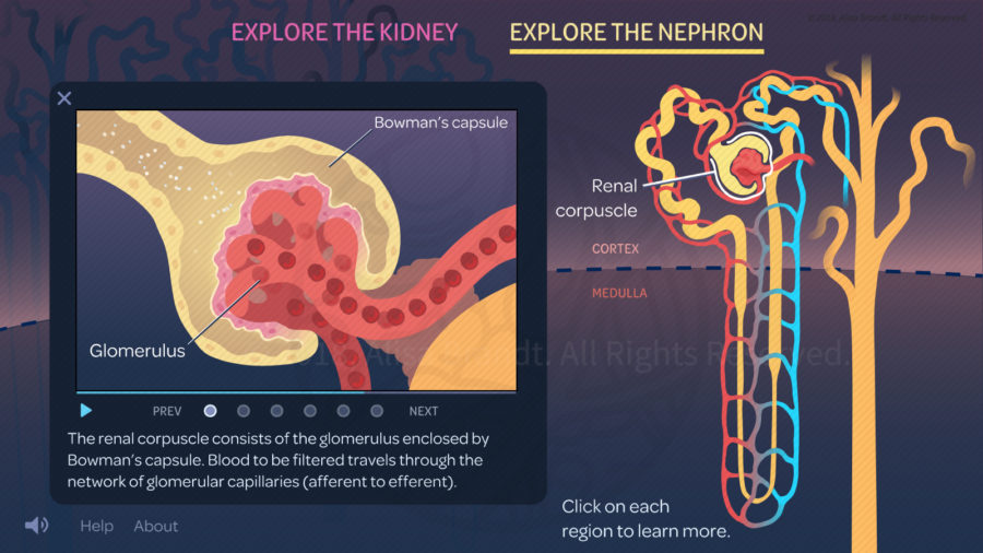 Screenshot of interactive web project on the nephron and the kidney