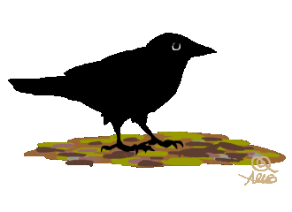 Animated Crow GIF © Alisa Brandt