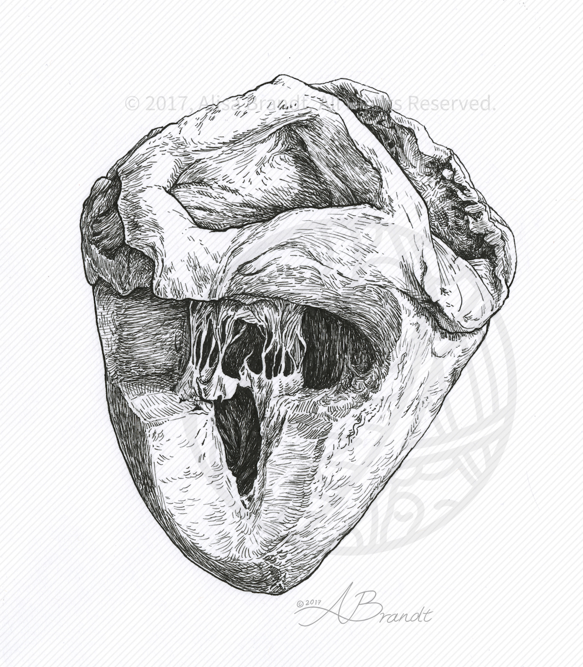 Pen and ink sketch of plastinated heart specimen © 2017 Alisa Brandt
