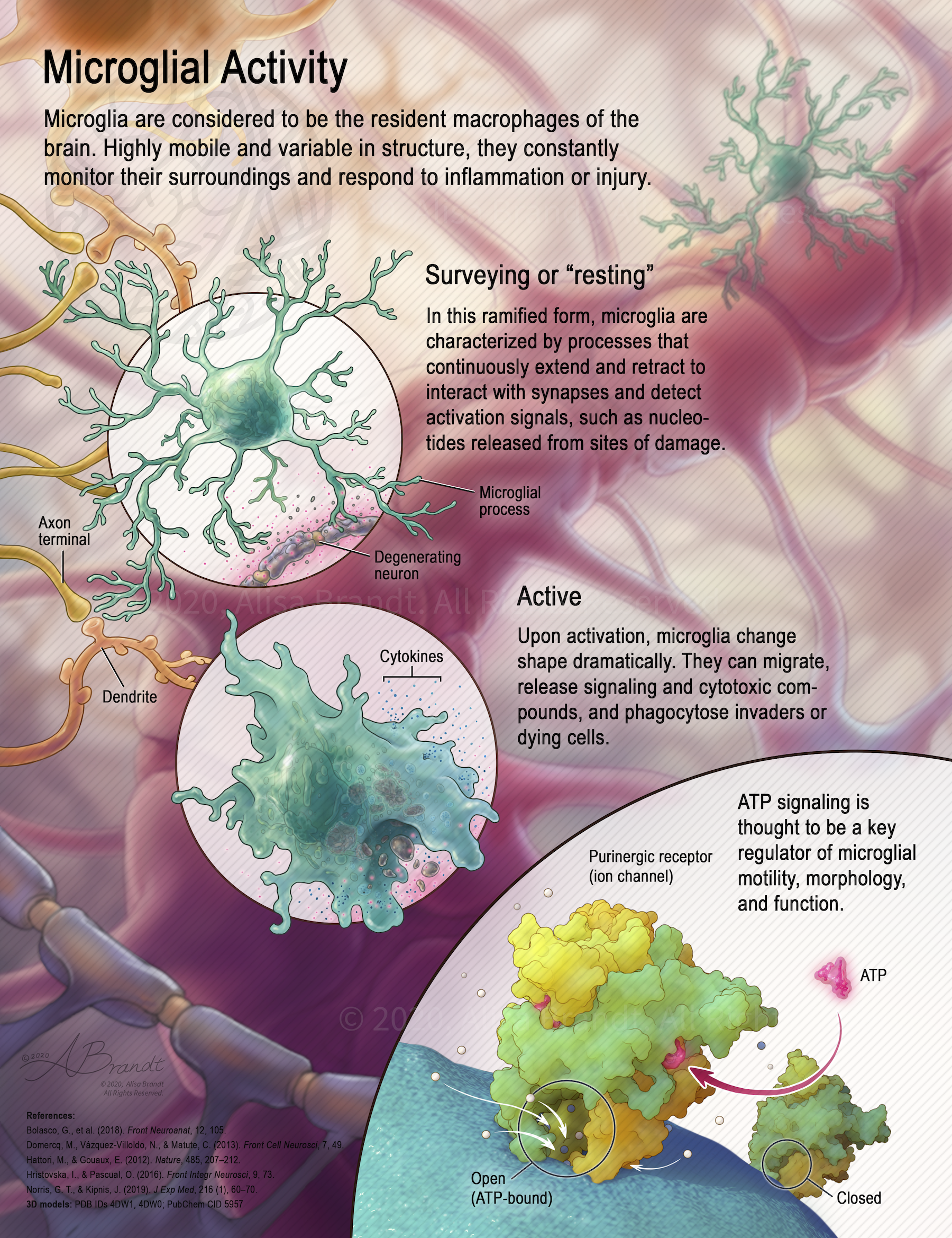 Neuroscience/cellular illustration about microglia © 2020 Alisa Brandt